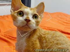 -猫十亿·布偶金渐层·曼基康矮脚猫舍(青年路店)