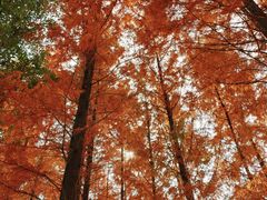 -白鹭湾湿地公园