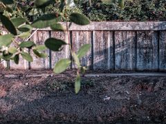 -福田红树林生态公园