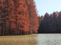 -上海海湾国家森林公园