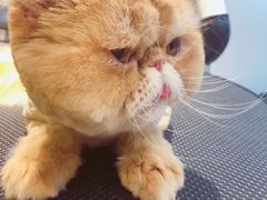 -Pets First伊珊娜洗护·精致美容·家庭式寄养(新会路店)