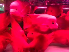-中环花鸟鱼虫市场