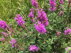 -云漫湖生态度假公园