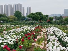 -曹州百花园