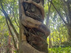 -中国科学院西双版纳热带植物园