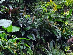 -西双版纳原始森林公园