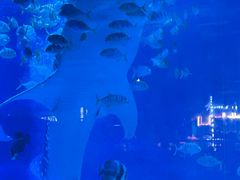 -烟台海昌鲸鲨海洋公园