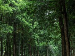 -龙头寺公园