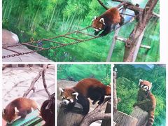 -常州淹城野生动物世界