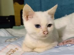 -凯特喵百思猫专科医院