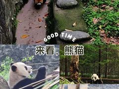 -都江堰中华大熊猫苑