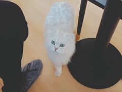 -猫腻·猫咖·撸猫馆(星光大道店)