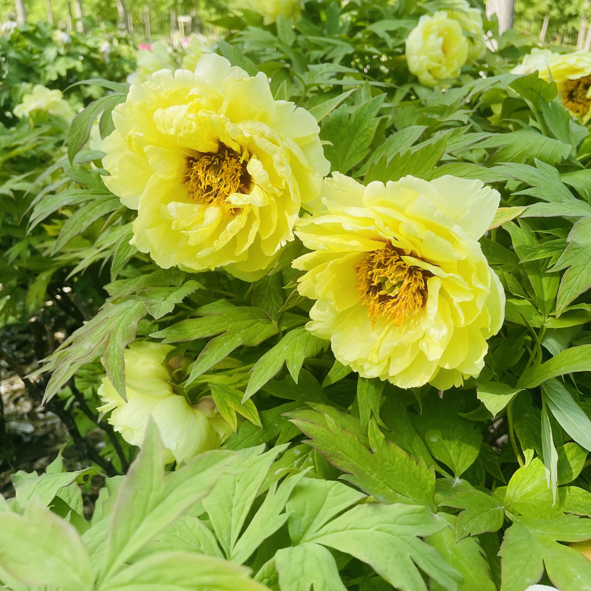 单瓣牡丹也很美,遛娃喂动物