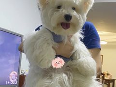 -萌宠之家·腊肠犬·马尔泰·小体犬舍
