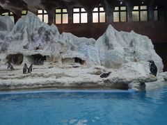 -帝企鹅自助餐厅•儿童岛•真企鹅(长隆企鹅酒店)