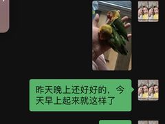 -武汉花鸟市场