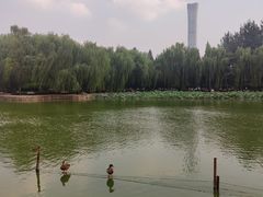 -团结湖公园
