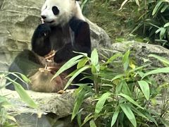 -武汉动物园