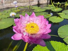 -广州莲花山旅游区