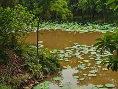 -南宁良凤江国家森林公园