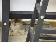 -柴迷FANS CLUB·柴犬狗咖·猫咖