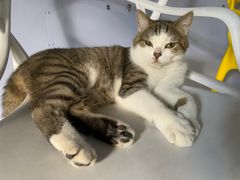 -喵屿·大理花园猫咖