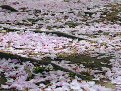 -北海道厅旧本厅舍(旧本庁舎)