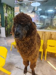 -神奇动物撸宠馆·羊驼·小浣熊·异宠(豫园店)