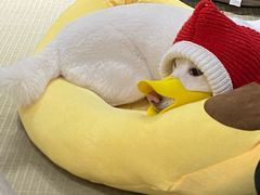 -逗柴咖啡屋·狗咖猫咖宠物桌游