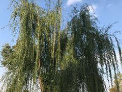 -鹅湖玫瑰文化园