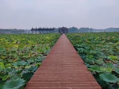 -石家庄市植物园
