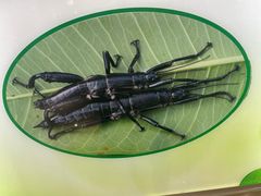 -上海昆虫博物馆