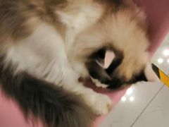-三花喵·撸猫购宠·宠物生活馆(虹桥南丰城店)