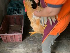 -陈有良尖椒鸡(江津总店)