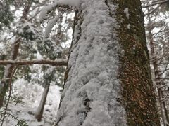 -四明山国家森林公园