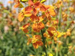 -中国天府农业博览园