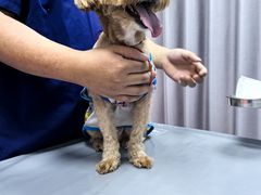 -宠物星动物医院·眼科·异宠·猫科(江南大道总院)