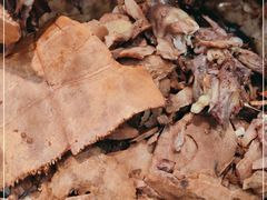 -农汤老店(顺联公园里店)