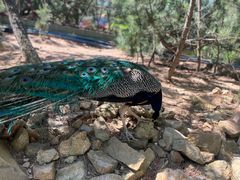 -西霞口神雕山野生动物世界