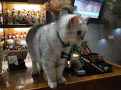 -喵园·猫主题咖啡厅·撸猫·猫咖(国贸店)