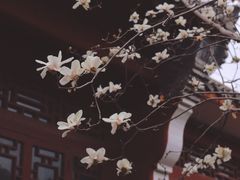 -长春观