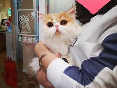 -70cat德文卷毛猫·缅因猫纯种猫舍
