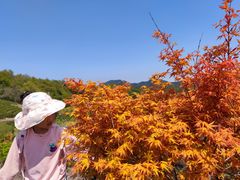 -桑洲油菜花景区