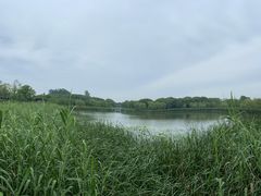 -昆山城市生态森林公园