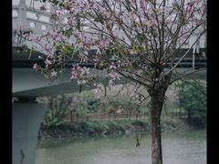 -广东花都湖国家湿地公园