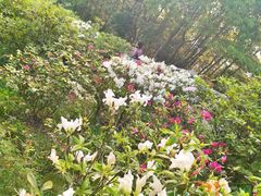 -梧桐山风景名胜区