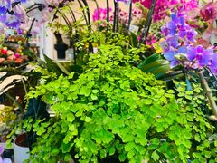 -双季花艺园艺市场(浦东店)