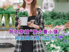 -荷兰花海