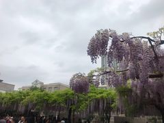 -嘉定紫藤园