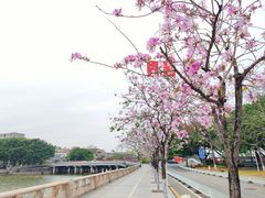 -长洲岛